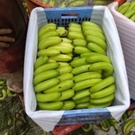 Business logo of Organic banana