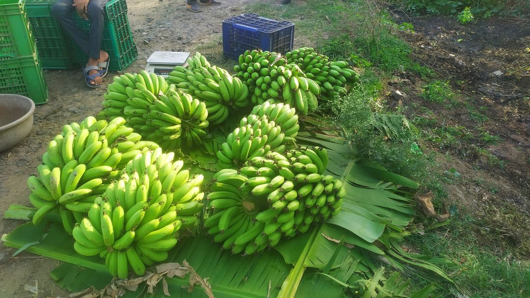 Organic banana uploaded by business on 7/17/2021
