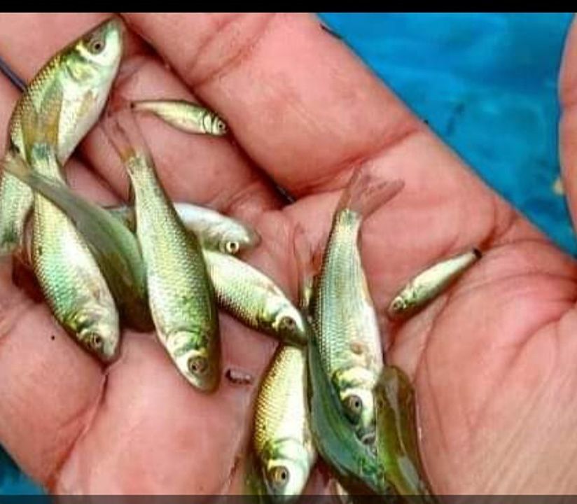 Rohu fish seeds uploaded by Fishseed on 8/23/2020