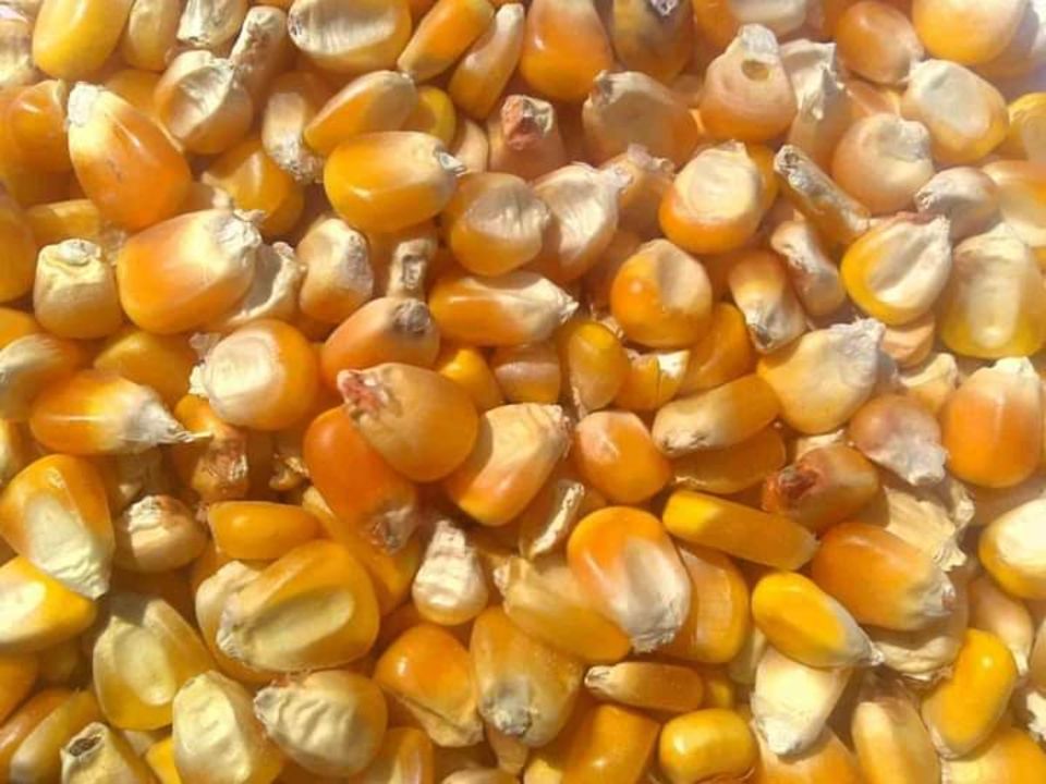 Maize uploaded by business on 7/27/2021