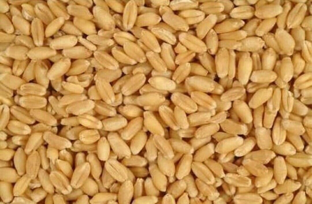 Wheat grains uploaded by business on 7/27/2021