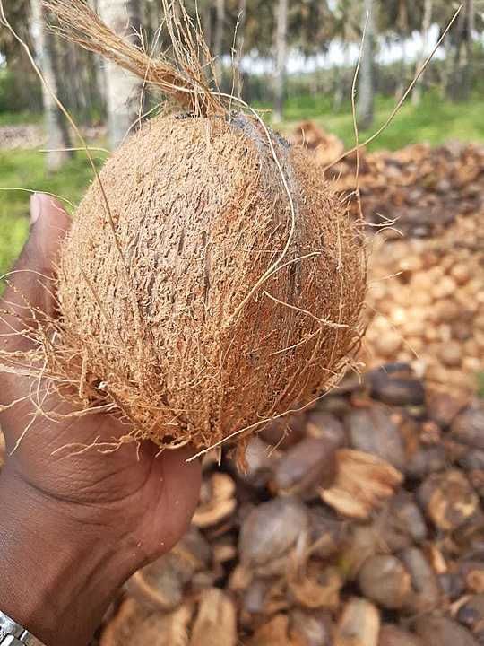 Husked coconuts uploaded by business on 5/29/2020