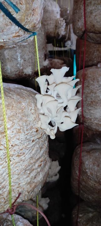 Oyster mushroom  uploaded by Chauhan Hitensinh on 8/6/2021