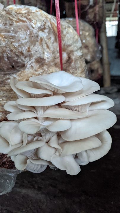 Oyster mushroom  uploaded by business on 8/6/2021