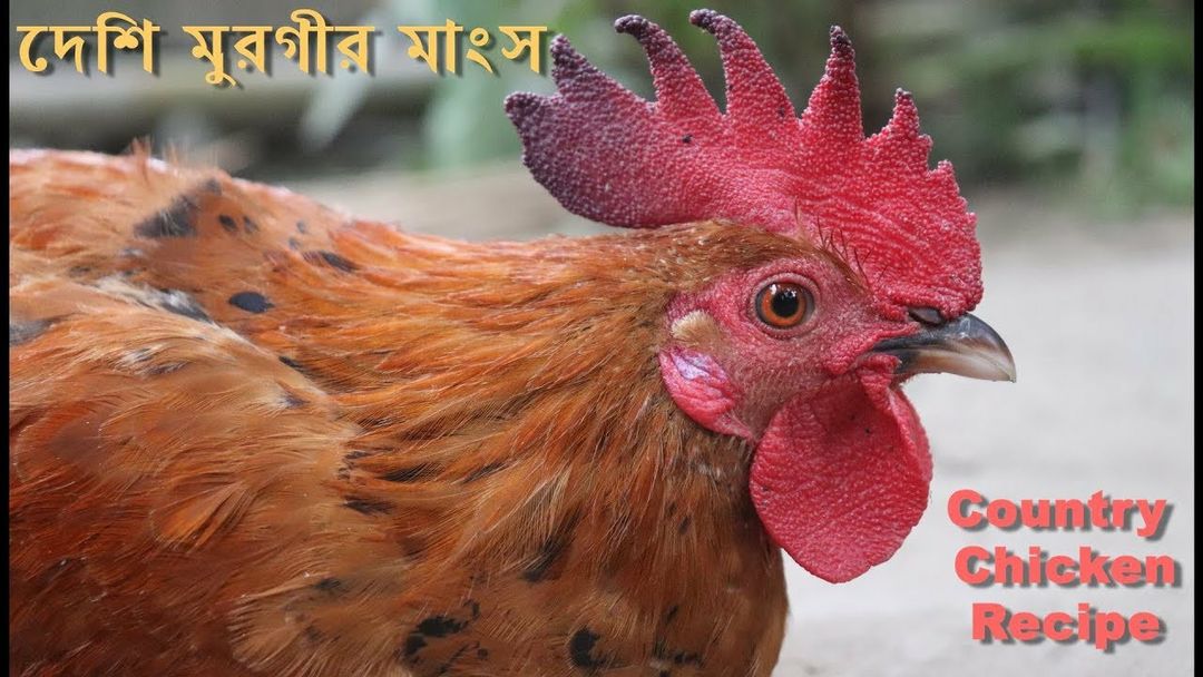 Ghavti chicken  uploaded by New Janta mutton & chicken shop on 8/7/2021