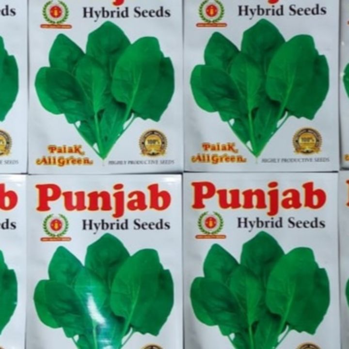 Palak all green seed uploaded by Punjab hybrid seed on 8/12/2021