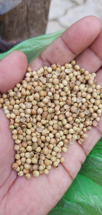 Coriander seeds uploaded by Punjab hybrid seed on 8/12/2021