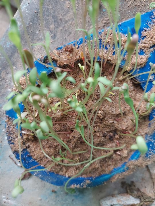 Dhaniya seed uploaded by Punjab hybrid seed on 8/12/2021