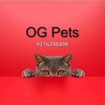 Business logo of OG Pets