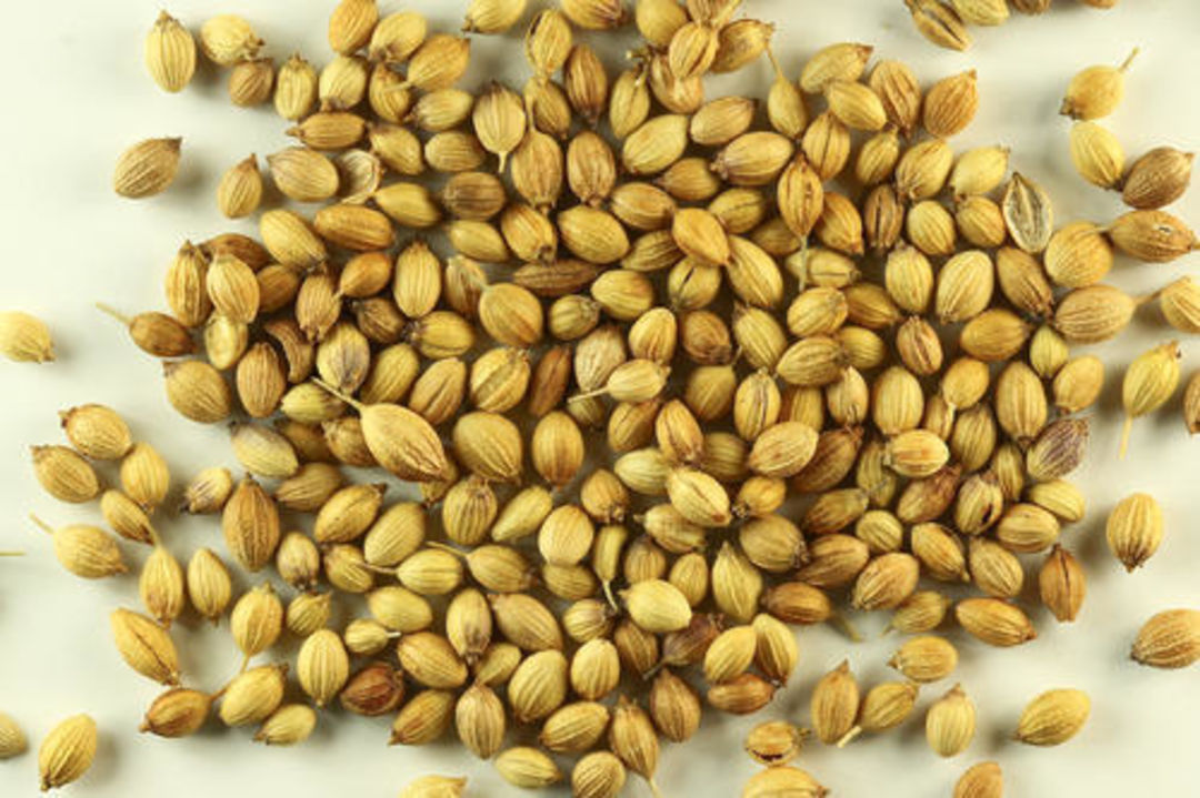 Coriander seed  uploaded by business on 8/24/2021