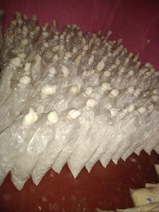 Oyster mushroom seeds uploaded by business on 8/28/2021