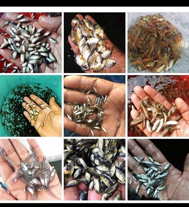 All fish seed uploaded by Fishseed on 9/7/2020