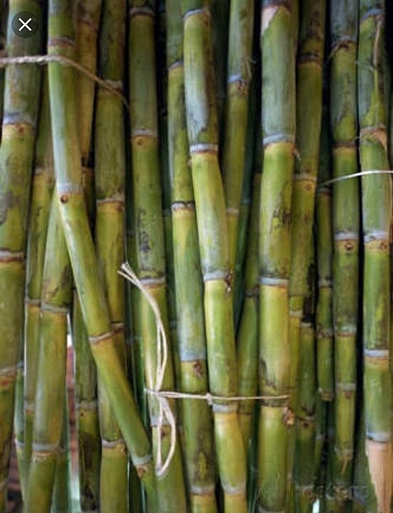 Sugarcane uploaded by business on 9/8/2020