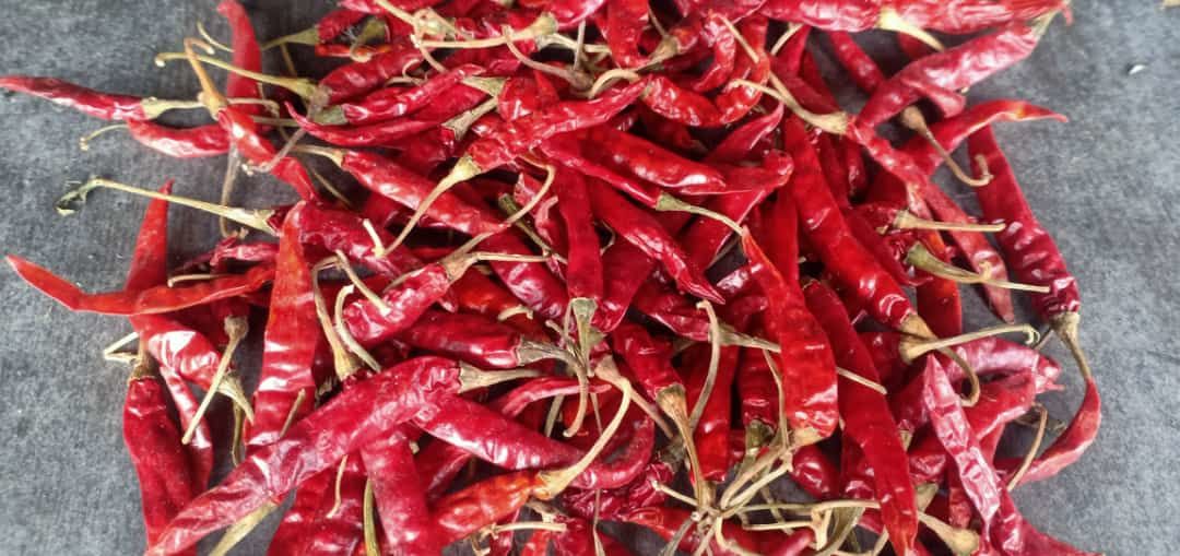 Dry Red chili uploaded by business on 9/23/2021