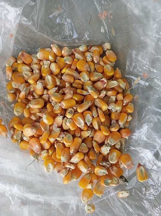 Maize ₹1250/quintal available for bulk order farm to field +91  uploaded by SMR Traders on 9/13/2020