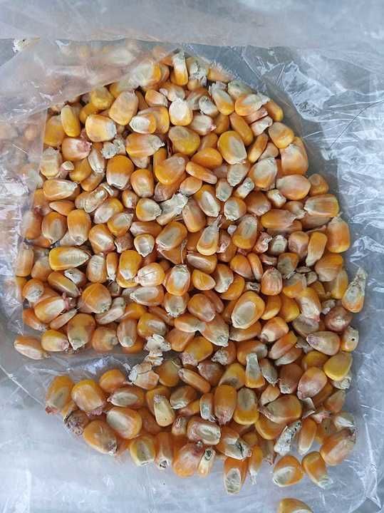 Maize available ready stock for loading ₹1200/quintal +91  uploaded by business on 9/13/2020