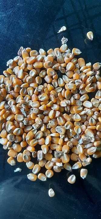 Maize available for poultry feed ₹1050/quintal +91  uploaded by SMR Traders on 9/13/2020