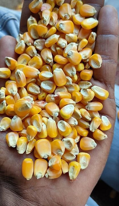 Maize available for export quality ₹1300/quintal +91  uploaded by business on 9/13/2020