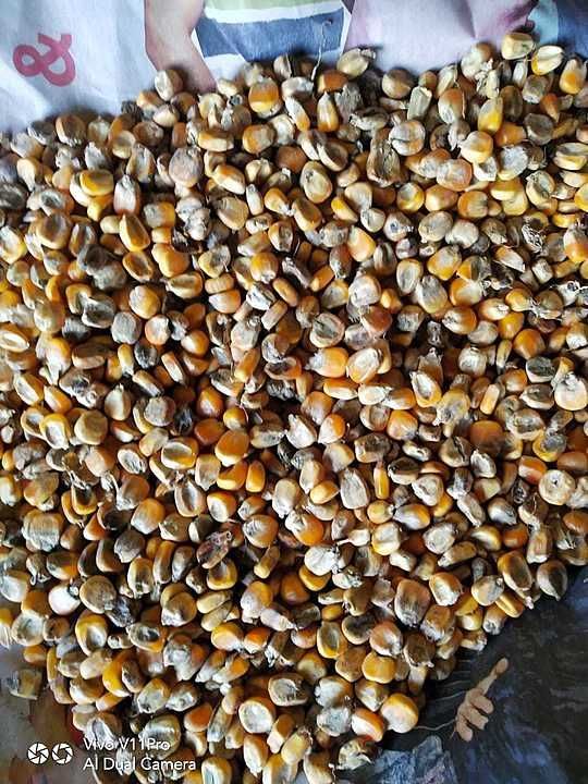 Maize available for RBD and wine distillery +91  uploaded by business on 9/13/2020