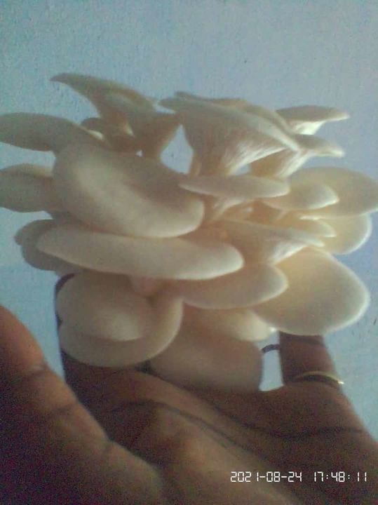 Oyster mushroom uploaded by business on 10/3/2021