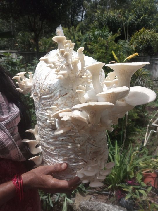 Oyster mushroom uploaded by business on 10/3/2021