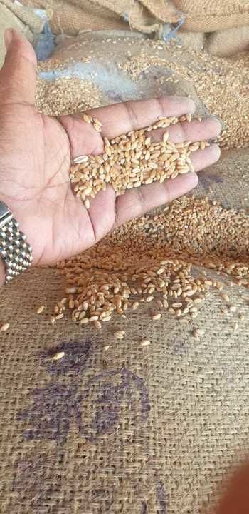 Post image Required milling or rejected wheat in bulk quantity