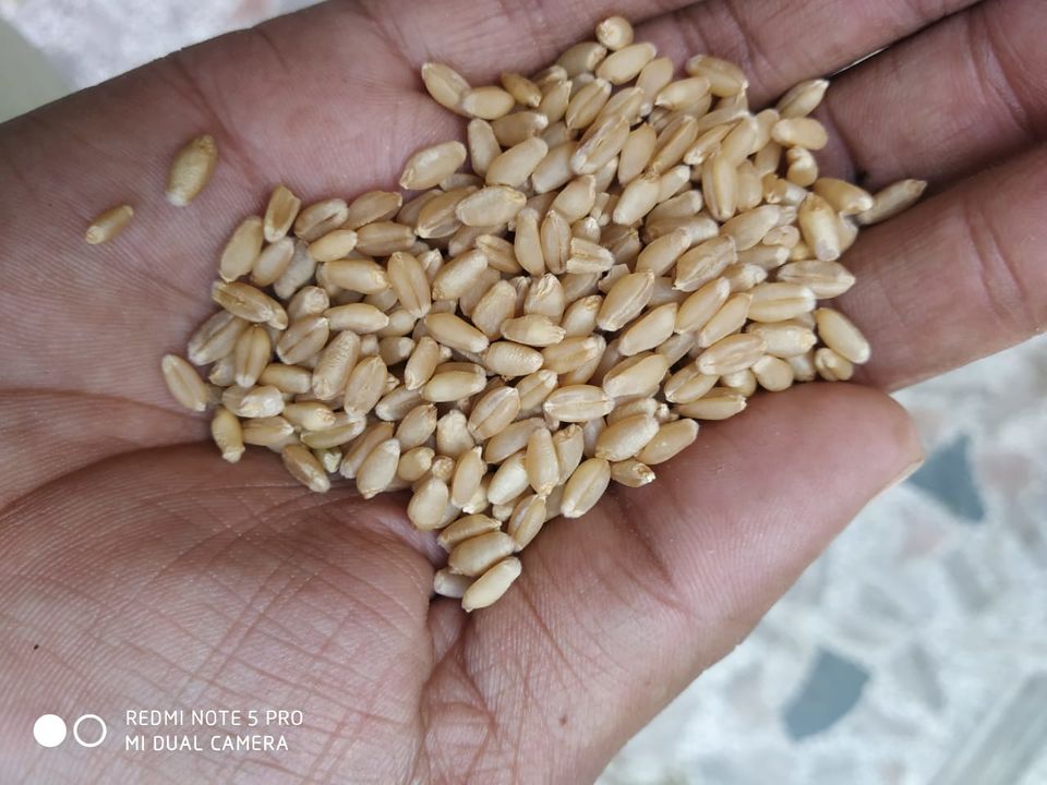 Wheat uploaded by Pratik vegitable on 10/9/2021