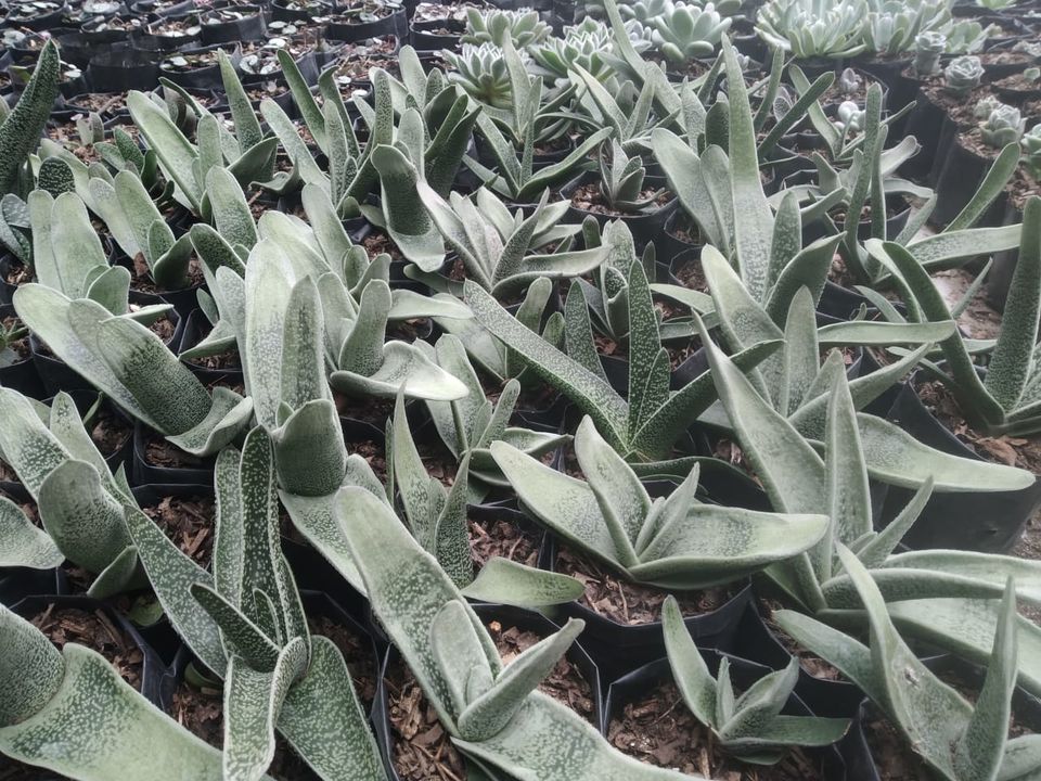 Gasteria uploaded by business on 10/9/2021