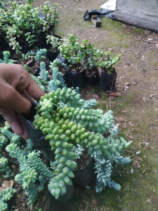 Donkey tail uploaded by business on 10/9/2021
