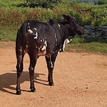 Business logo of Cow