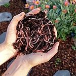 Business logo of Vermicompost and live earthworm sup