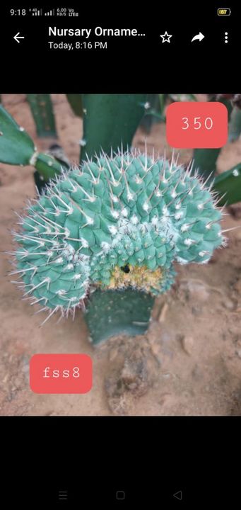 Product uploaded by Fss plant store on 10/18/2021