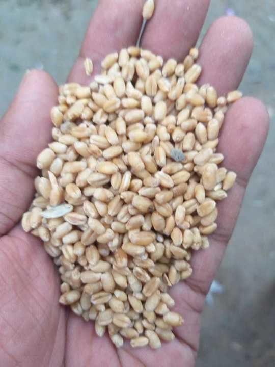 Post image Required milling grade wheat in bulk quantity 
Target price 17.50/- ex-warehouse.