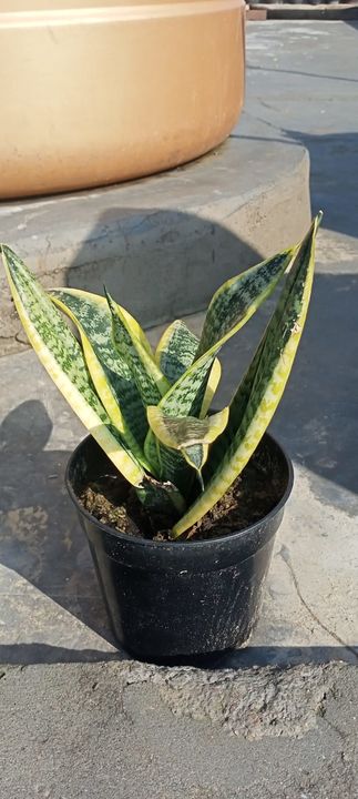 Snake plant uploaded by Herbs boutique on 10/27/2021