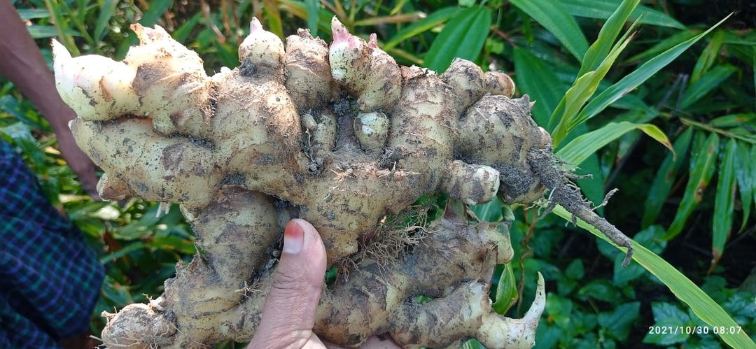 Raw ginger uploaded by business on 11/1/2021
