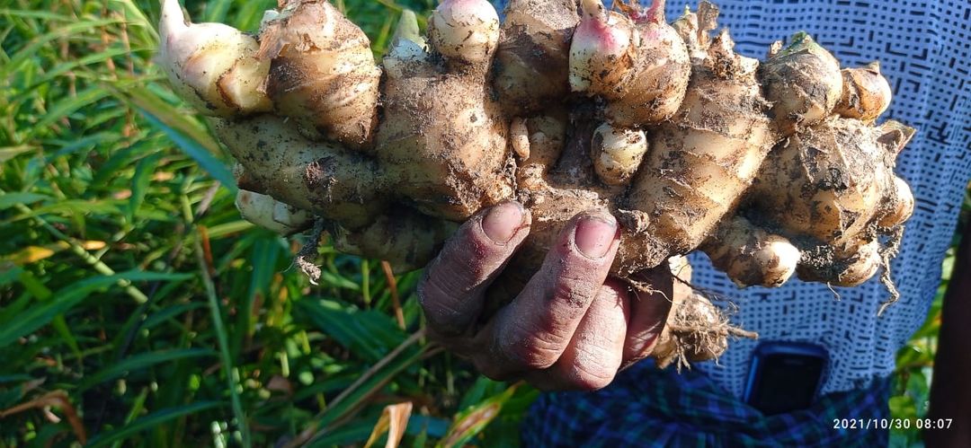 Raw ginger uploaded by STAUNCH ENTERPRISES on 11/1/2021
