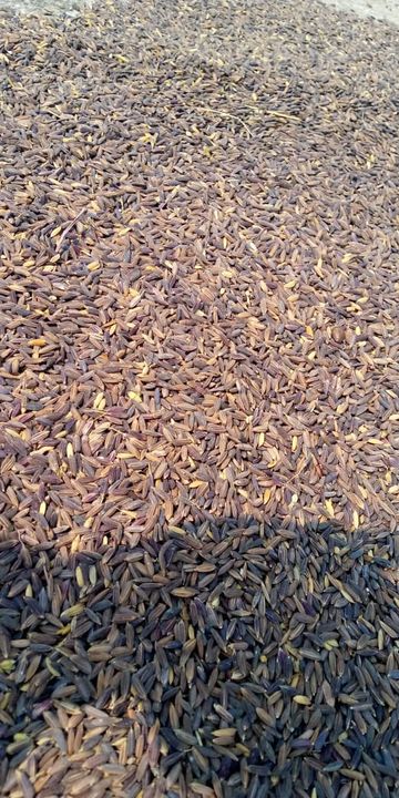 Black Rice Paddy uploaded by Farmers Fresh on 11/3/2021