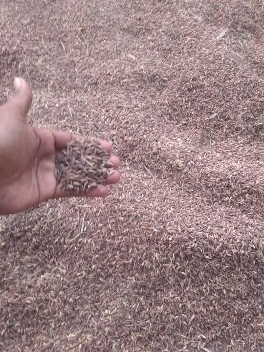 Black Rice Paddy uploaded by Farmers Fresh on 11/3/2021