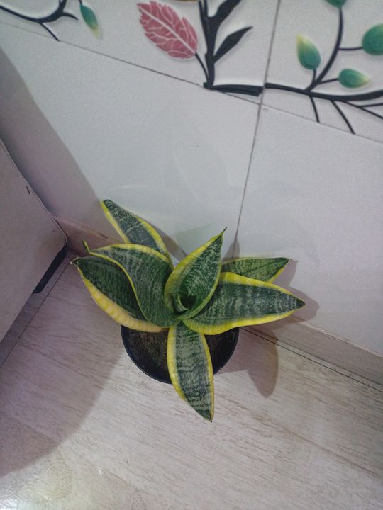 Snake plant uploaded by Herbs boutique on 11/10/2021