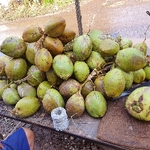 Business logo of Nn coconut