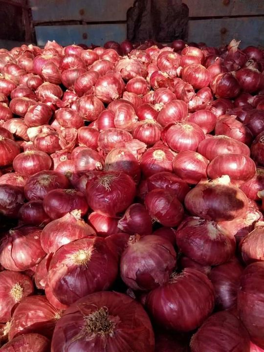 Onion uploaded by SHREYASH onion TRADING on 11/12/2021