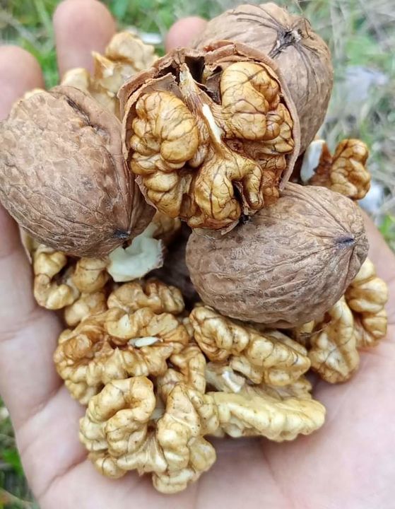 WALNUTS uploaded by business on 11/15/2021