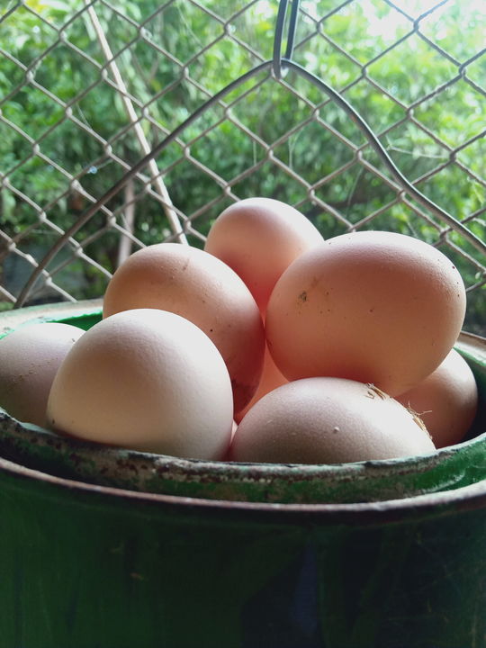 Organic egg uploaded by Farm Fresh on 11/15/2021