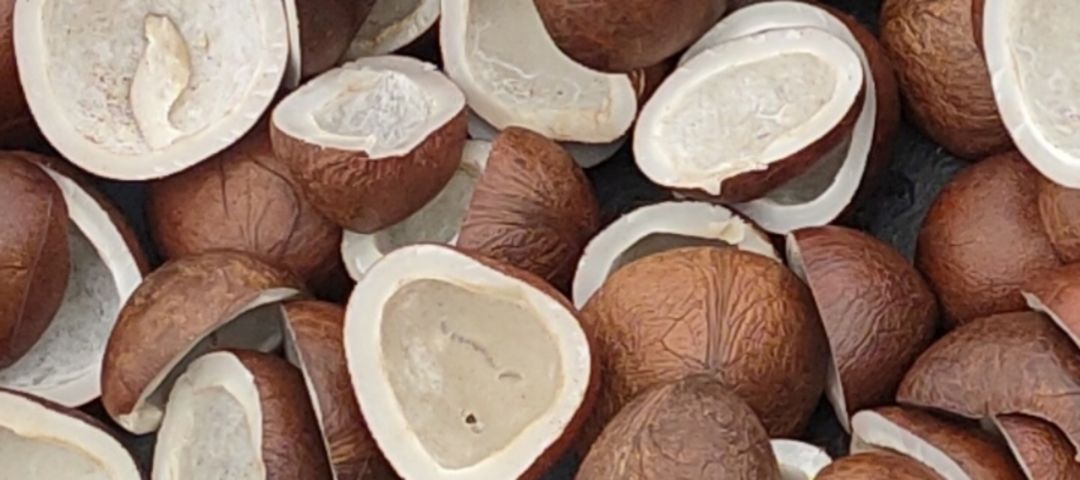 Mirza coconut 🥥 holseler