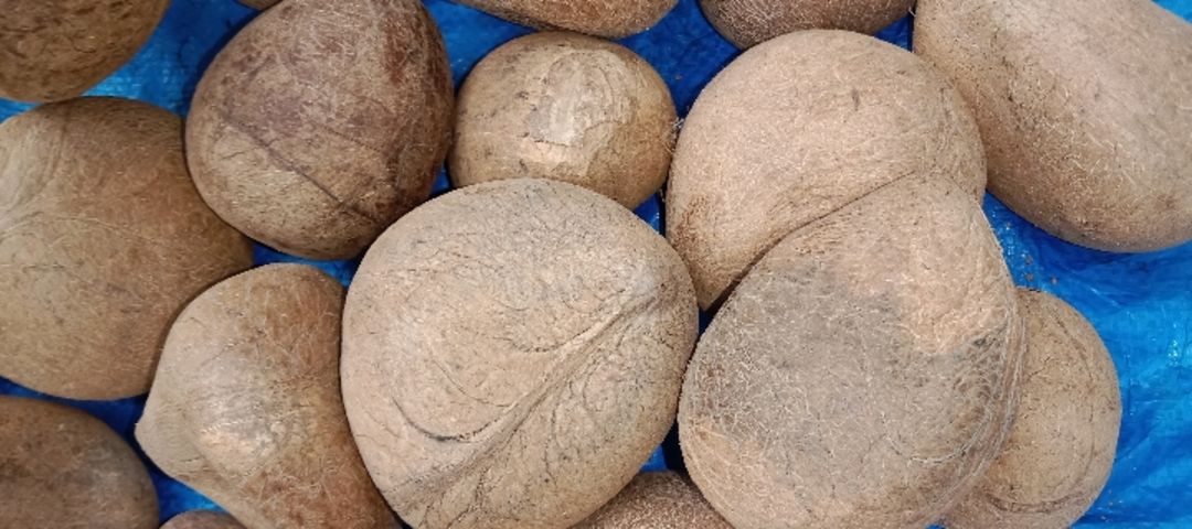 Mirza coconut 🥥 holseler