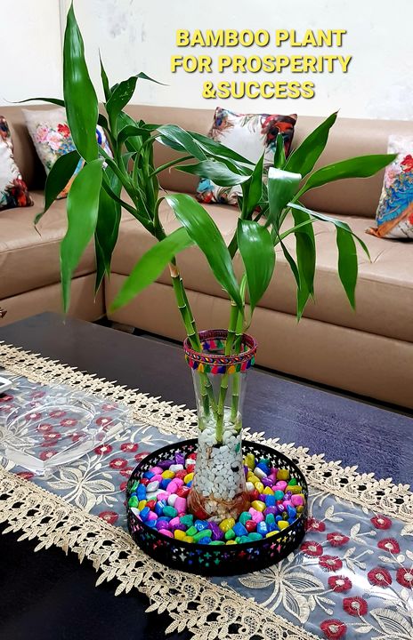 Lucky bamboo sticks  with designer metal stand  uploaded by R.k.handicrafts on 11/25/2021