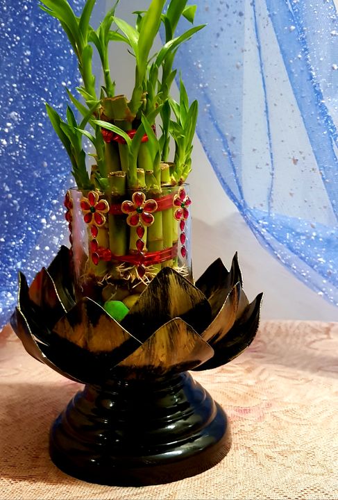 Lucky bamboo shoot plant with designer metal stand  uploaded by R.k.handicrafts on 11/25/2021