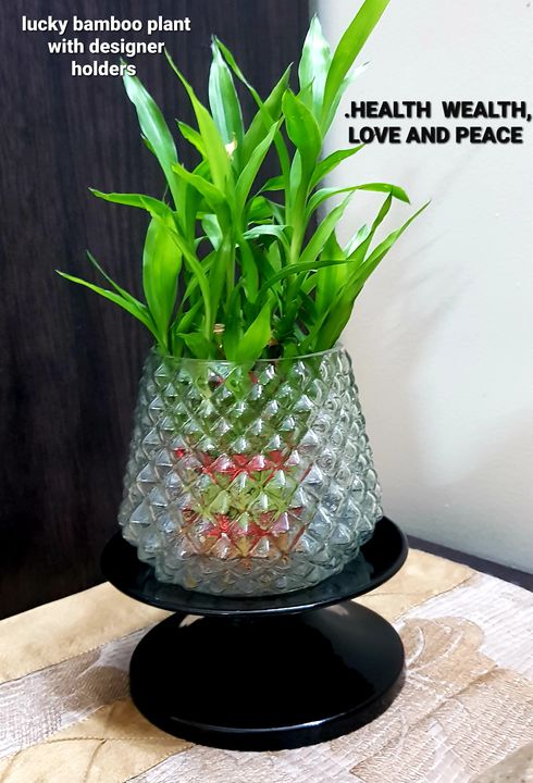 Lucky bamboo shoot plant with designer metal stand  uploaded by business on 11/25/2021