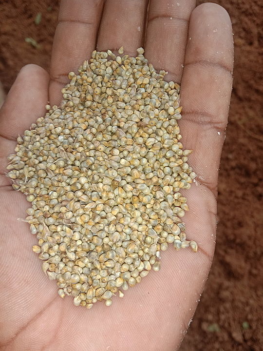 Pearl millet uploaded by business on 9/23/2020