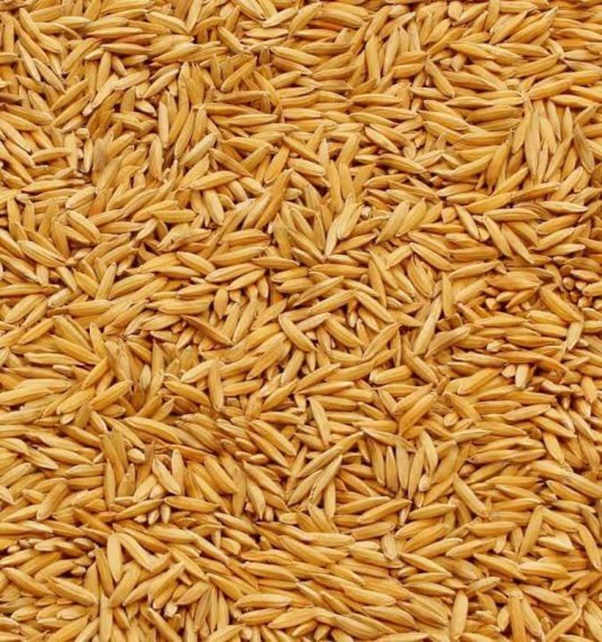 Post image Best quality Paddy (Dhan) SONA MASOORI AND RANJIT available. Bulk quantity available delivery all over India🇮🇳,  Loading point will Assam, kindly contact for bulk order 📞 +91 8591892559.